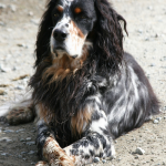Llewellyn Buddy leads the good life at Clayoquot