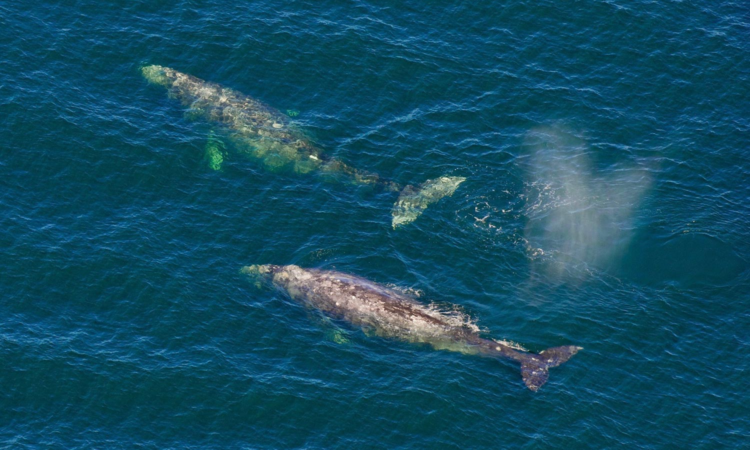 Aerial Whales