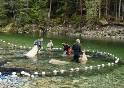 CWR TSES Staff Harvesting Bedwell for Brood Salmon Stock