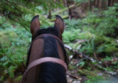 CWR Horseback POV Goldmine Trail